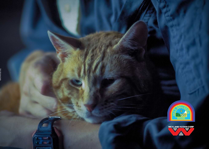Jonesy The Cat
