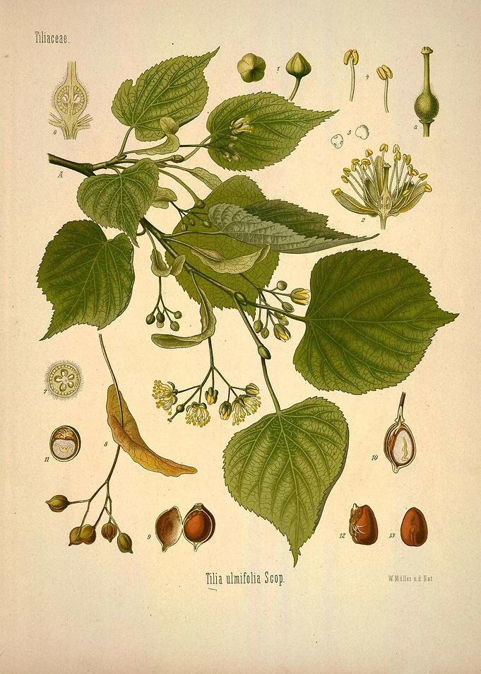 Tiliaceae