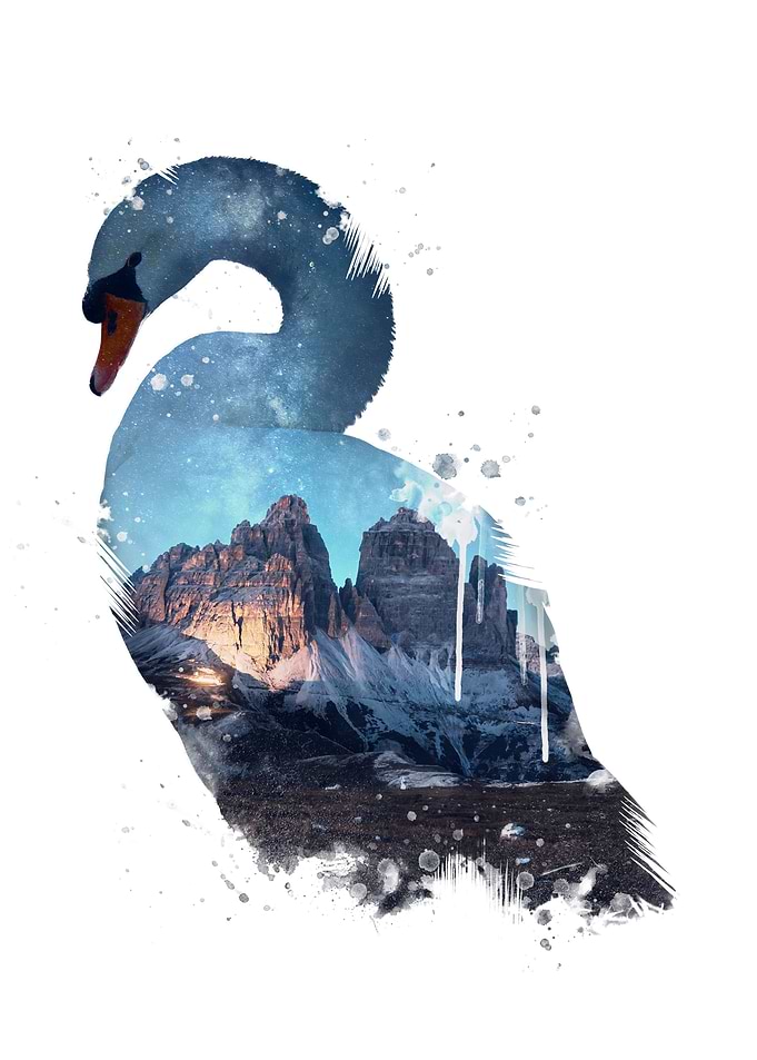 Swan