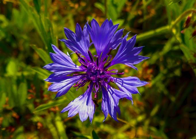 Wild flower