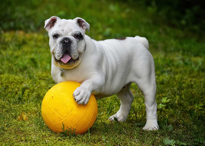 English Bulldog