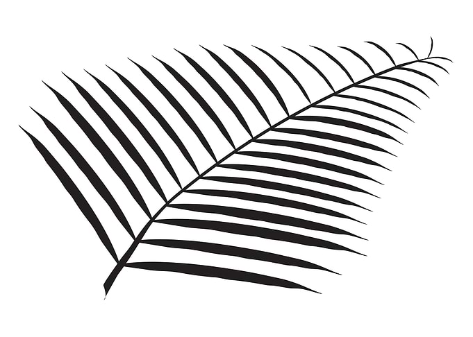 Palm Branch And Leaves