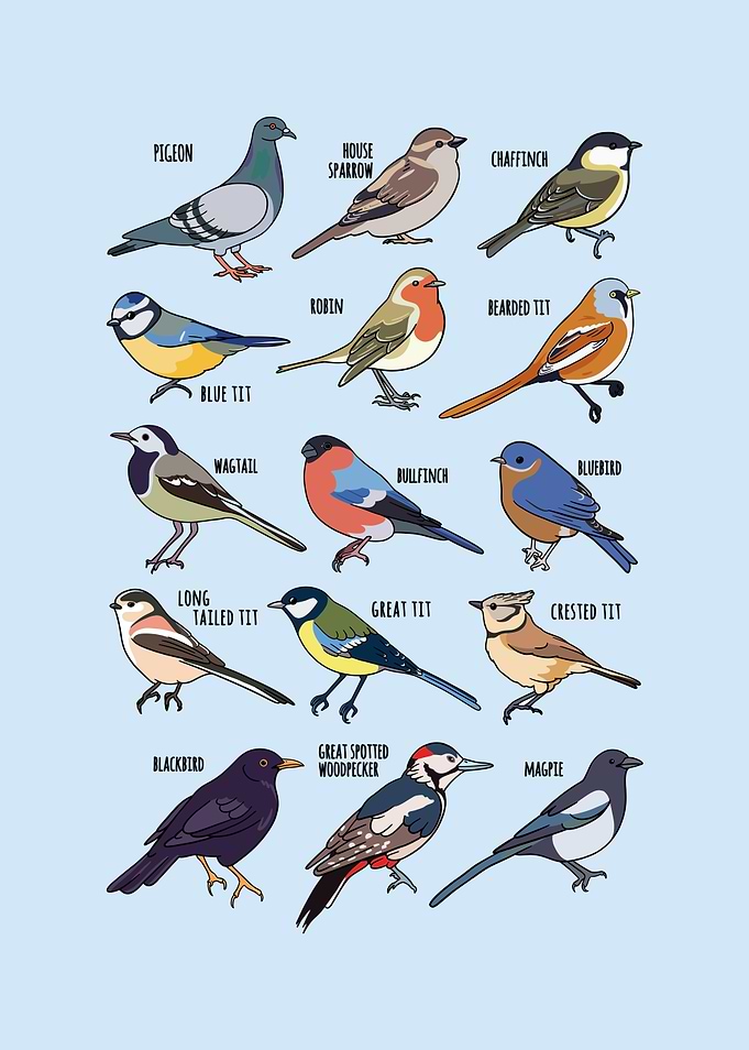 Wildlife Birds Gift for
