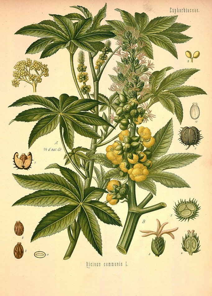 Euphorbiaceae
