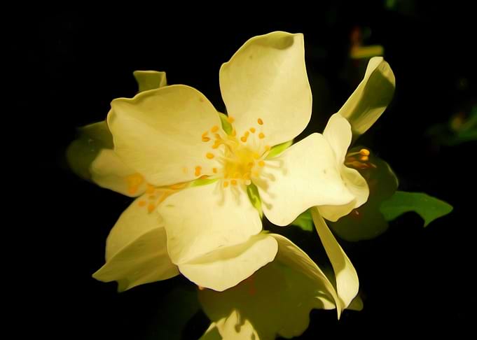 White flower