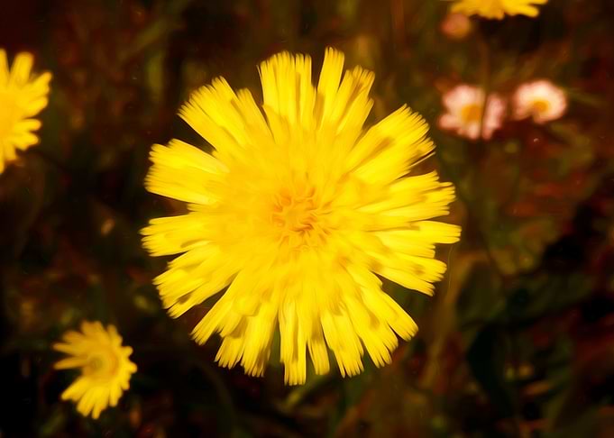 Yellow flower
