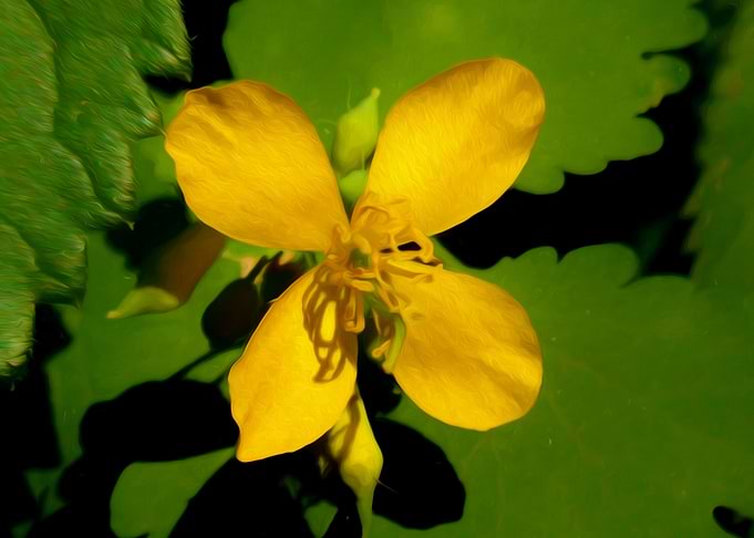 Yellow flower