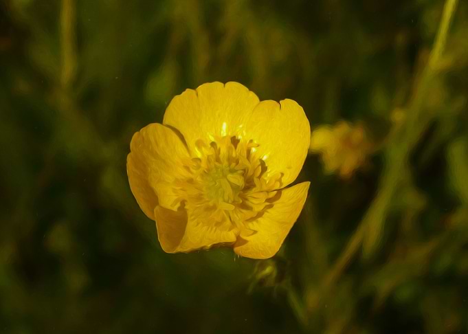 Yellow flower