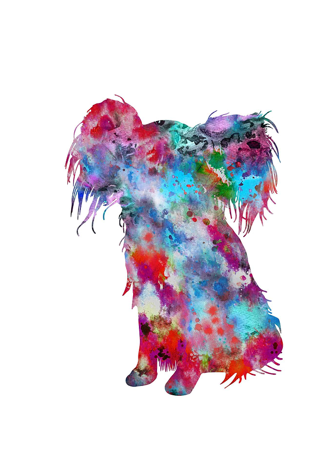Papillon