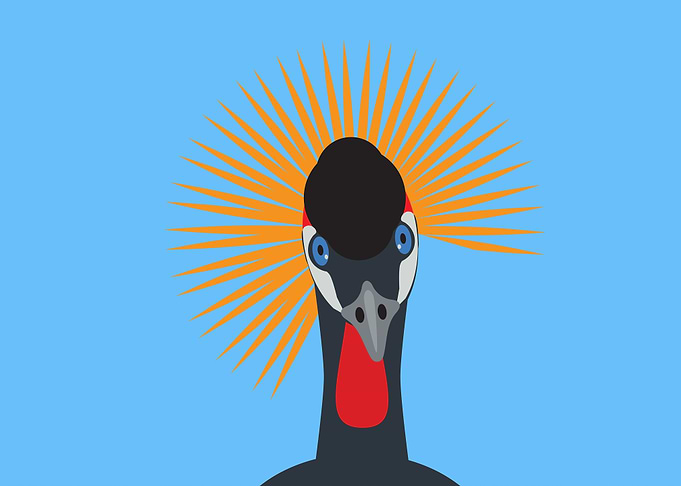 Grey Crowned Crane 1