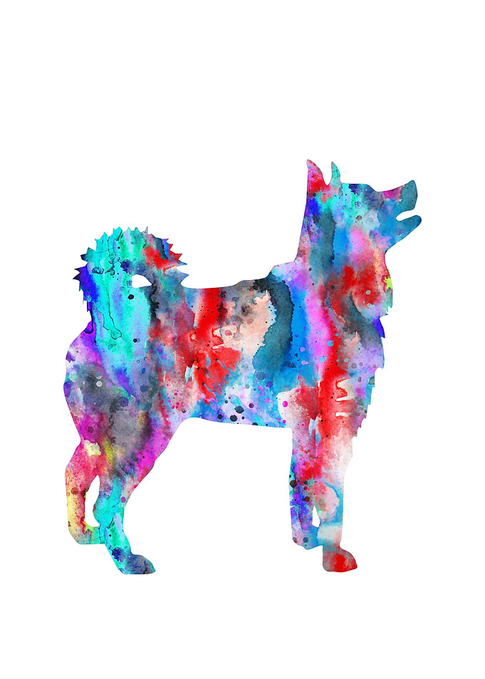 Icelandic Sheepdog