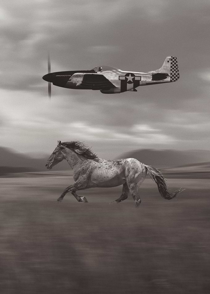 mustangs
