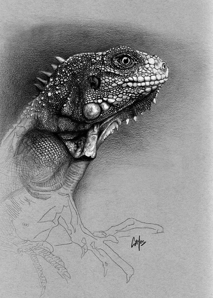 Green Iguana
