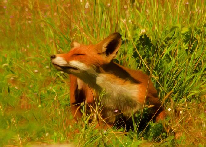 Red fox