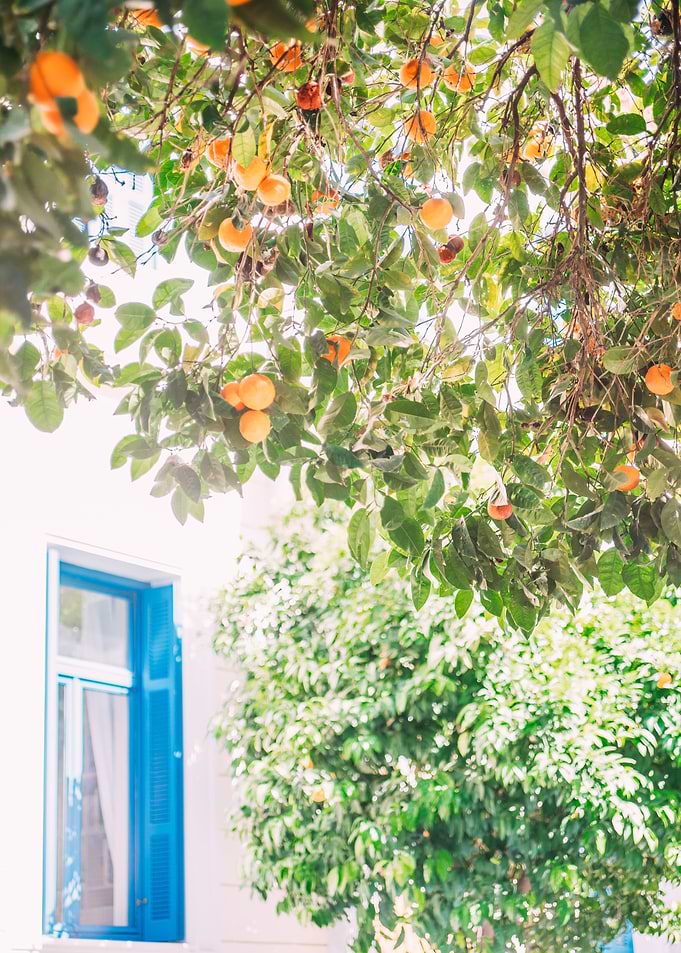 Orange Tree in Greece