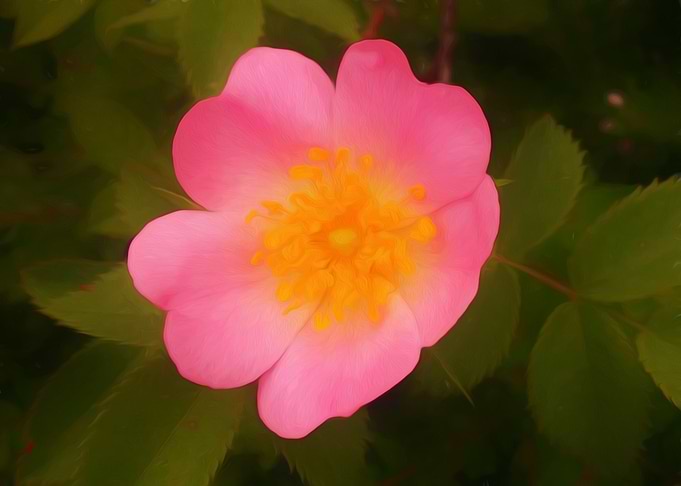 Dog rose
