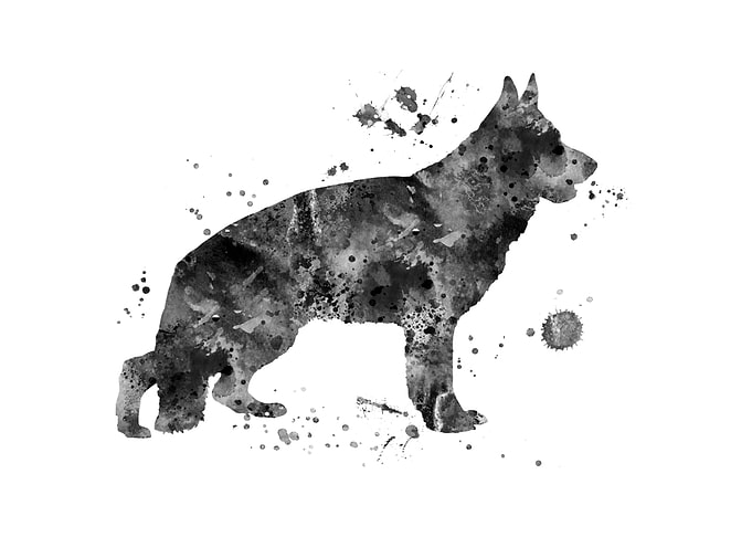 German Shepherd