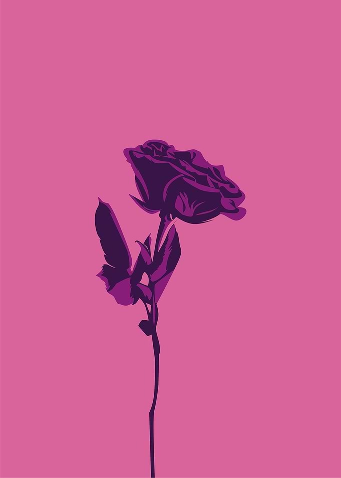 rose flower