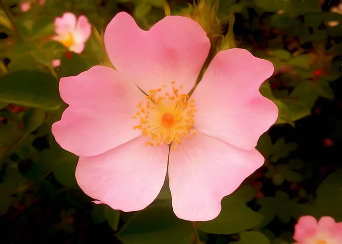 Dog rose