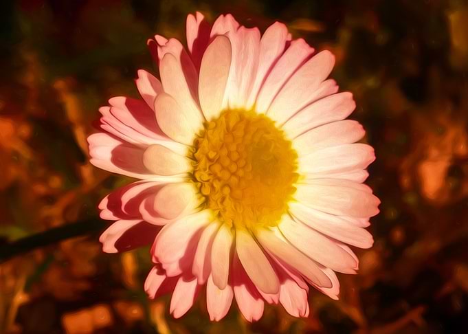 Wild flower