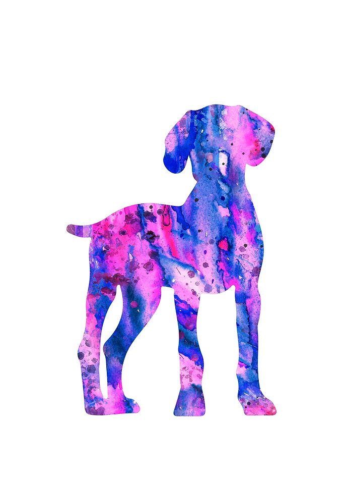 Weimaraner