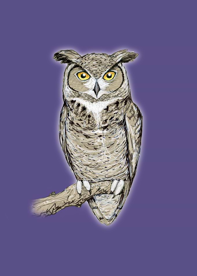 Great horned owl