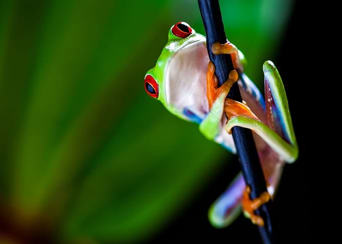 Red Eyed Frog
