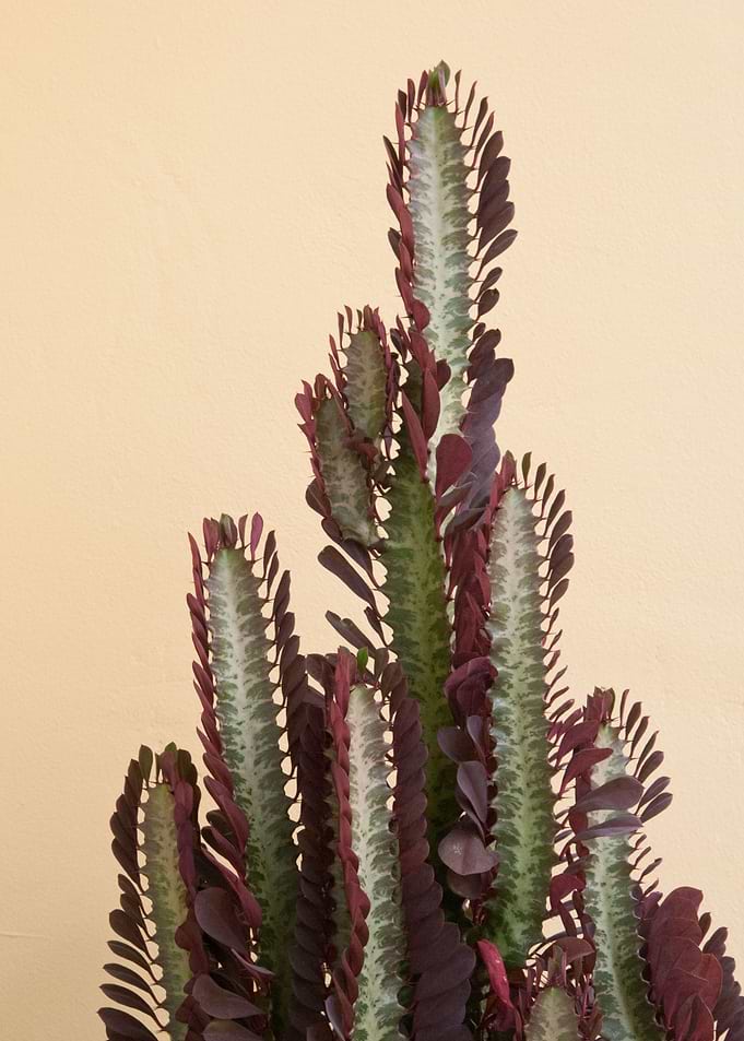 Rubra Cactus Delicado 1