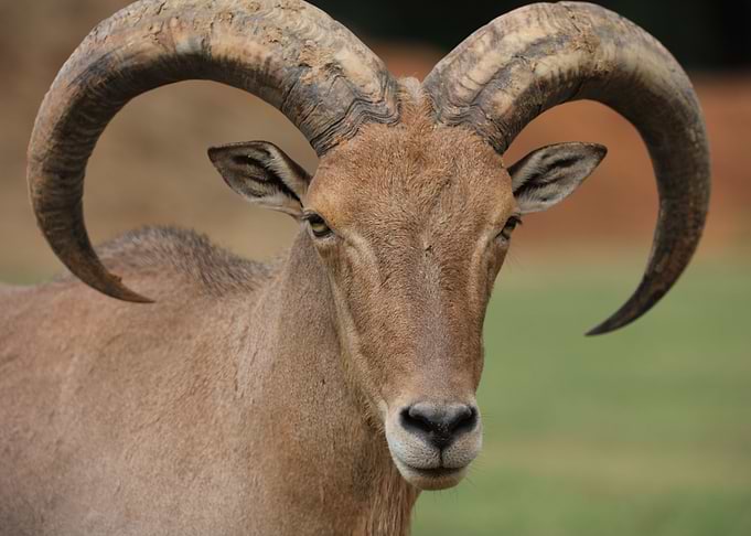 Big Horns