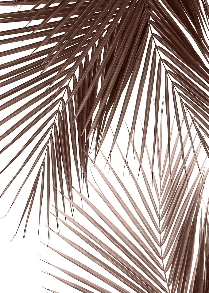 Tropical Palm Leaves 1