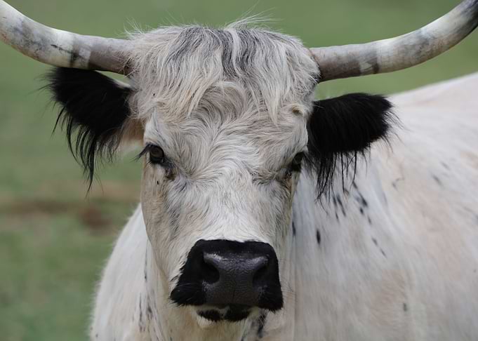 Cow