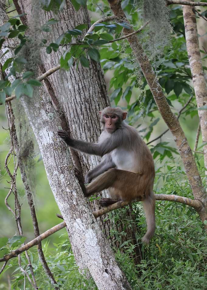 Wild Macaque