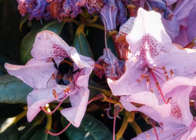 Bumblebee on rhododendron