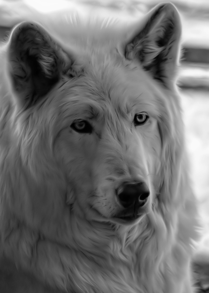 White Wolf