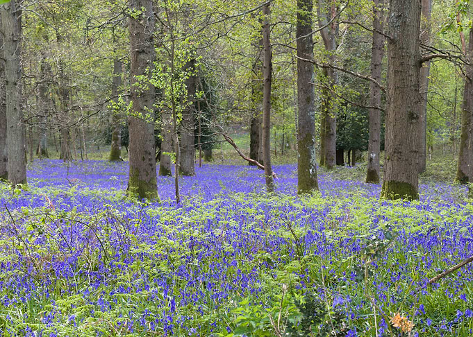 Bluebell Wood