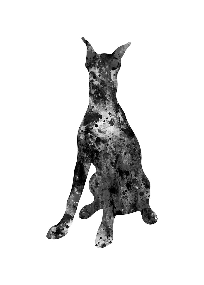Doberman