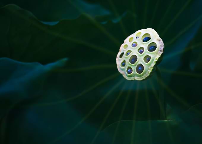 Lotus fruit