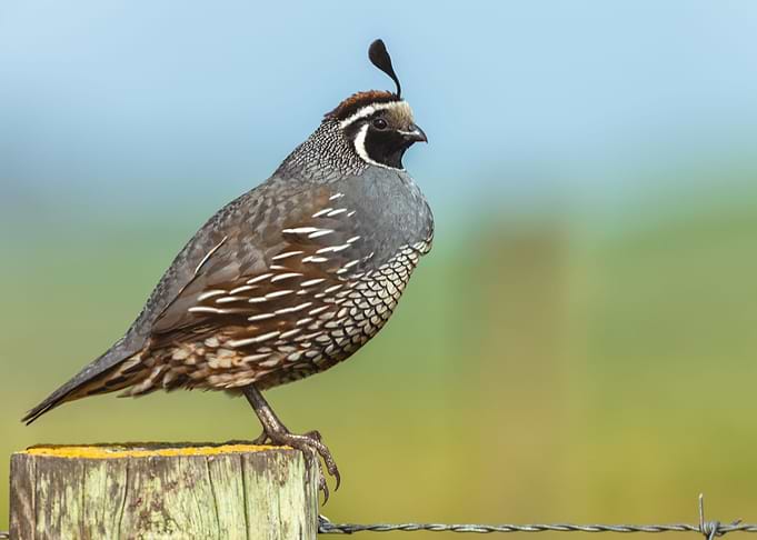 Stands Guarding