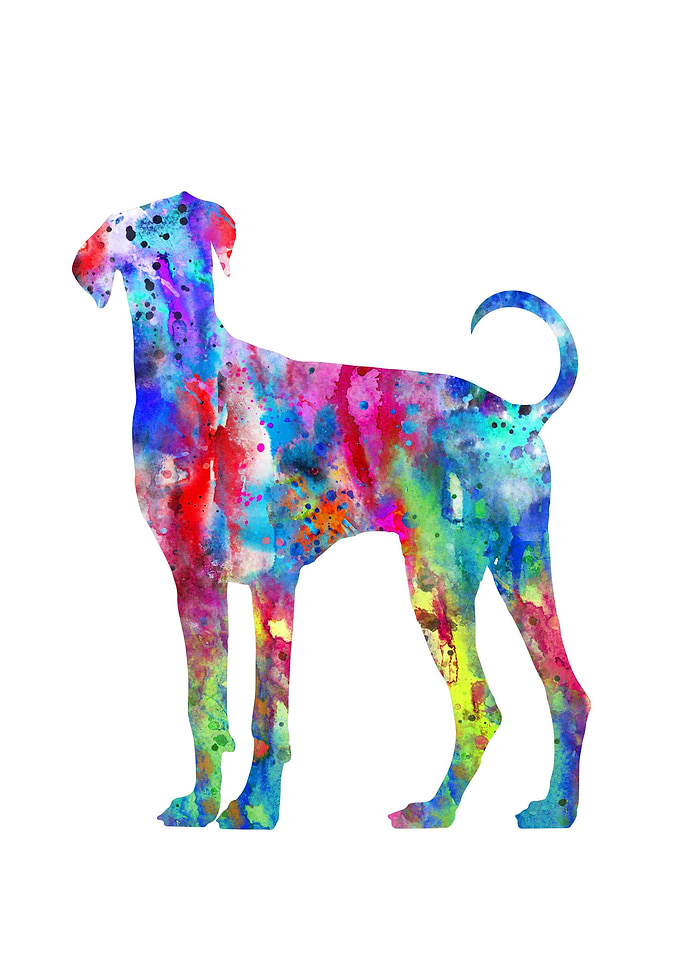 Doberman