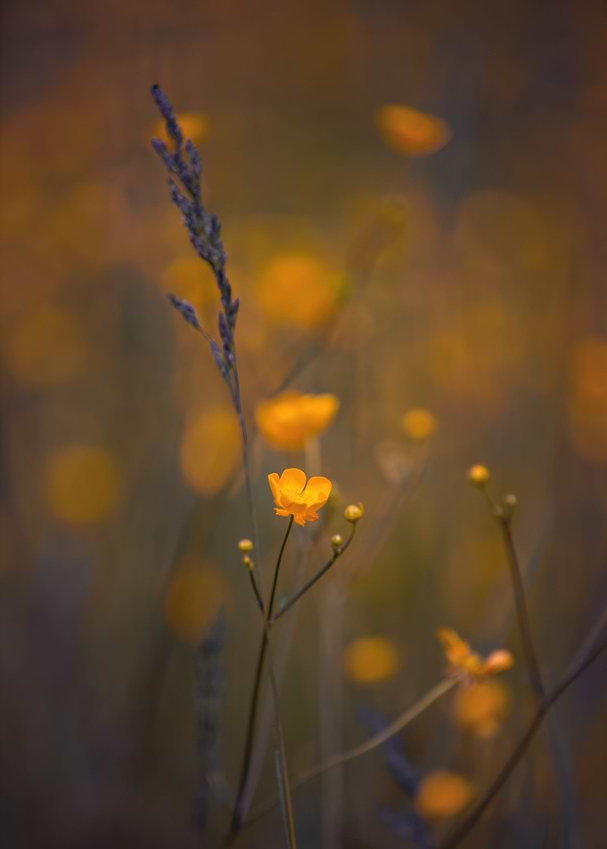 Yellow flower, wild meadow