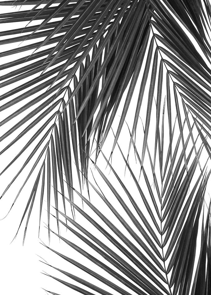 Tropical Palm Leaves 2
