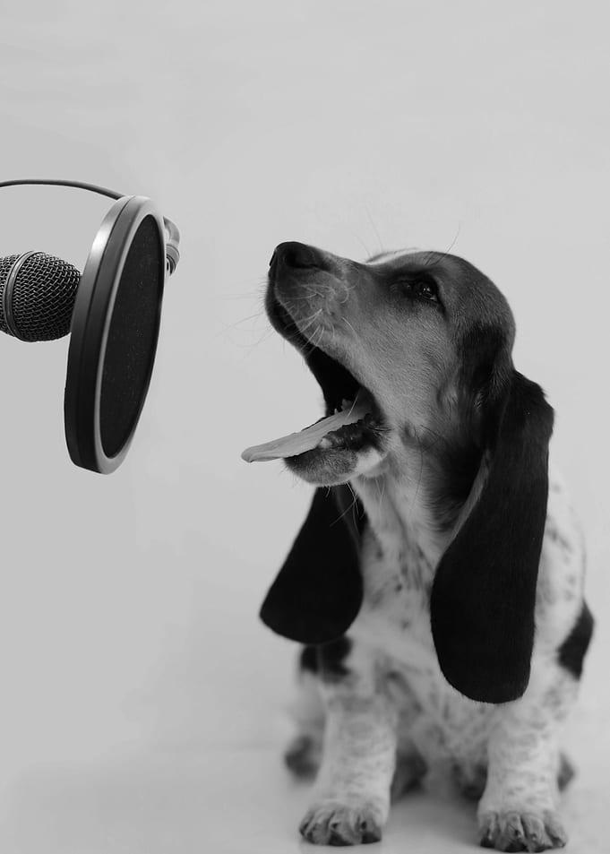 Hush Puppy