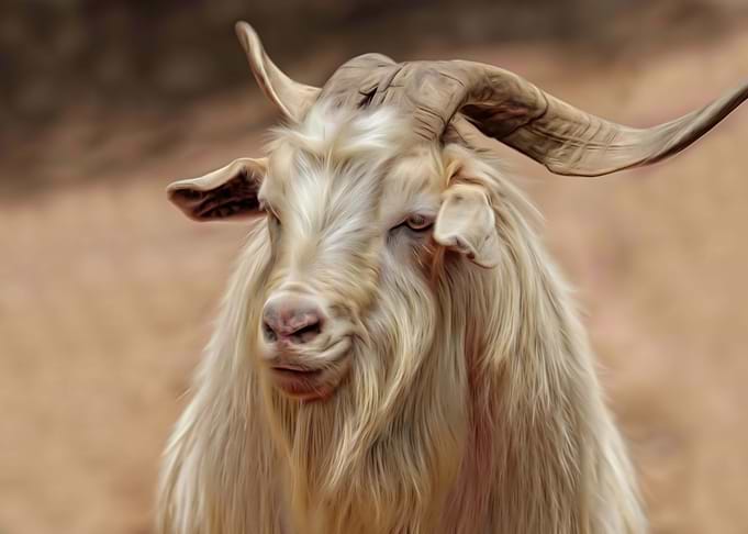 Sheep Portrait