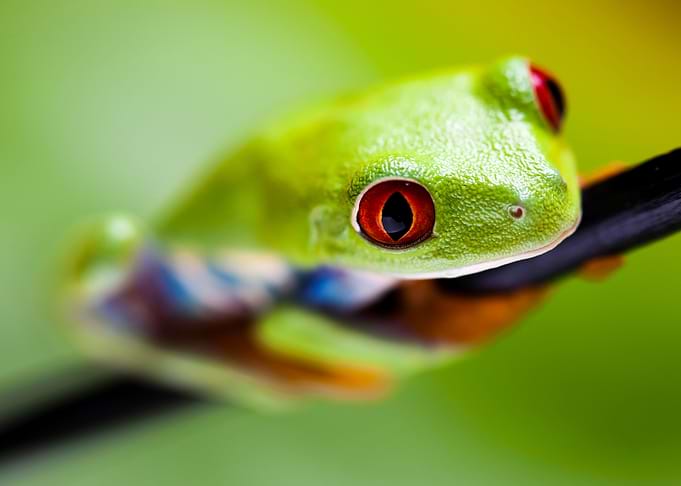 Red Eyed Frog