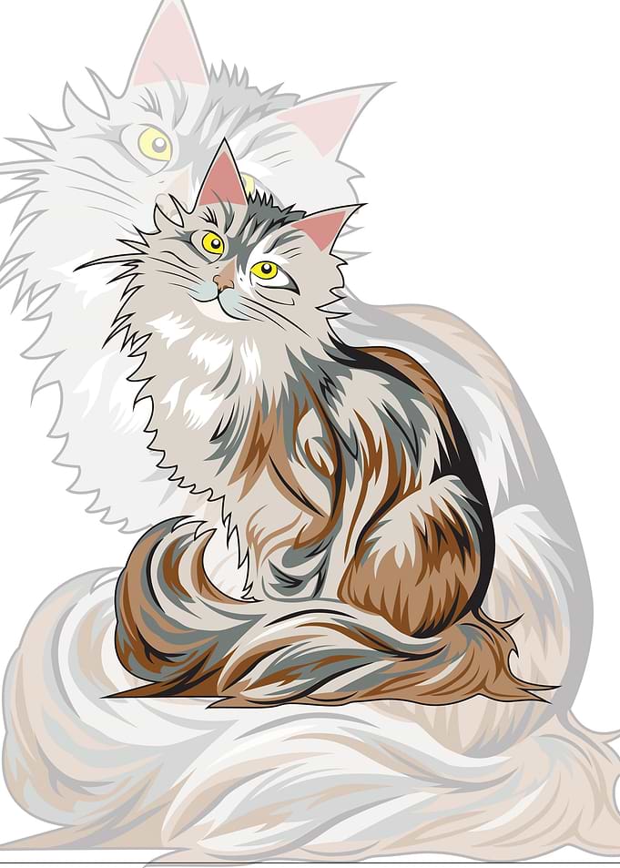 cat