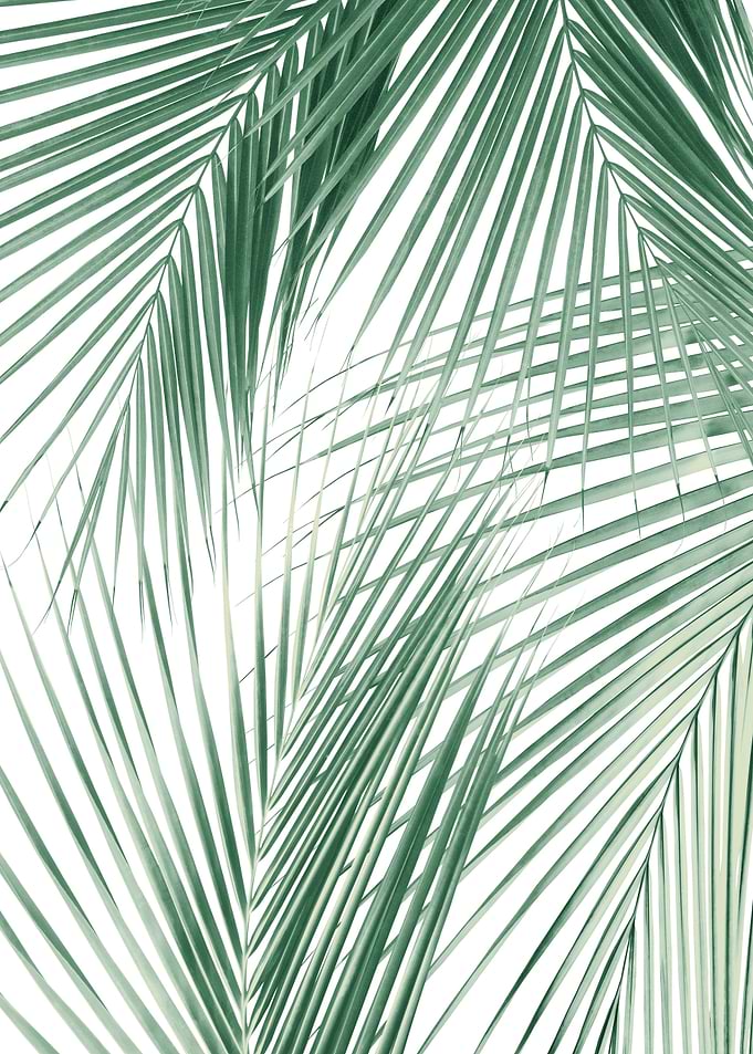 Palm Leaves Jungle Dream 1