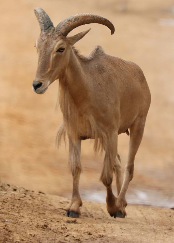 Billy Goat