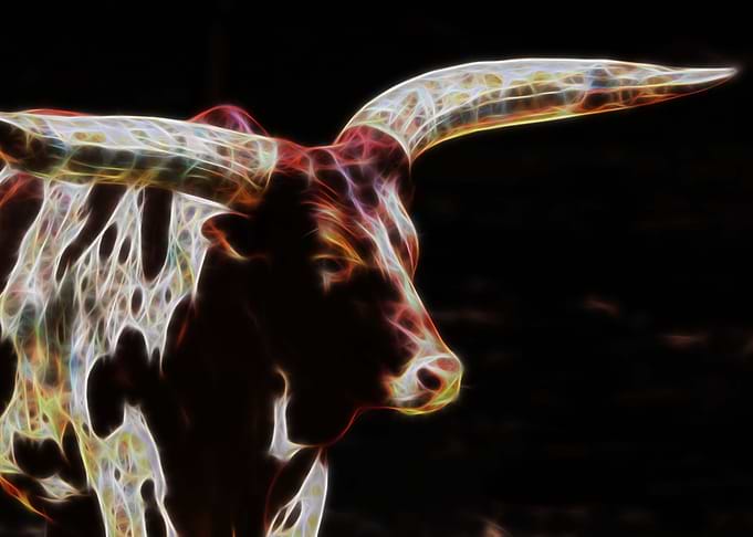 Texas Long Horn