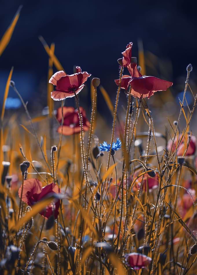Red field poppies in glade