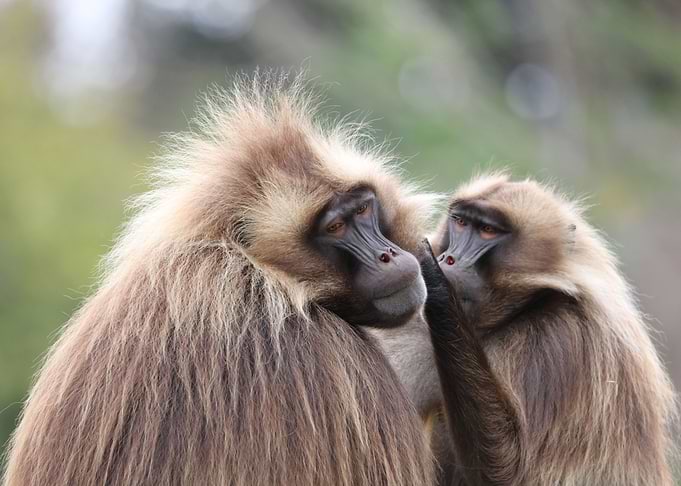 Baboon